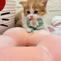 画像17028：エキゾチックショートヘア<br>　オモチ　きいろちゃん
