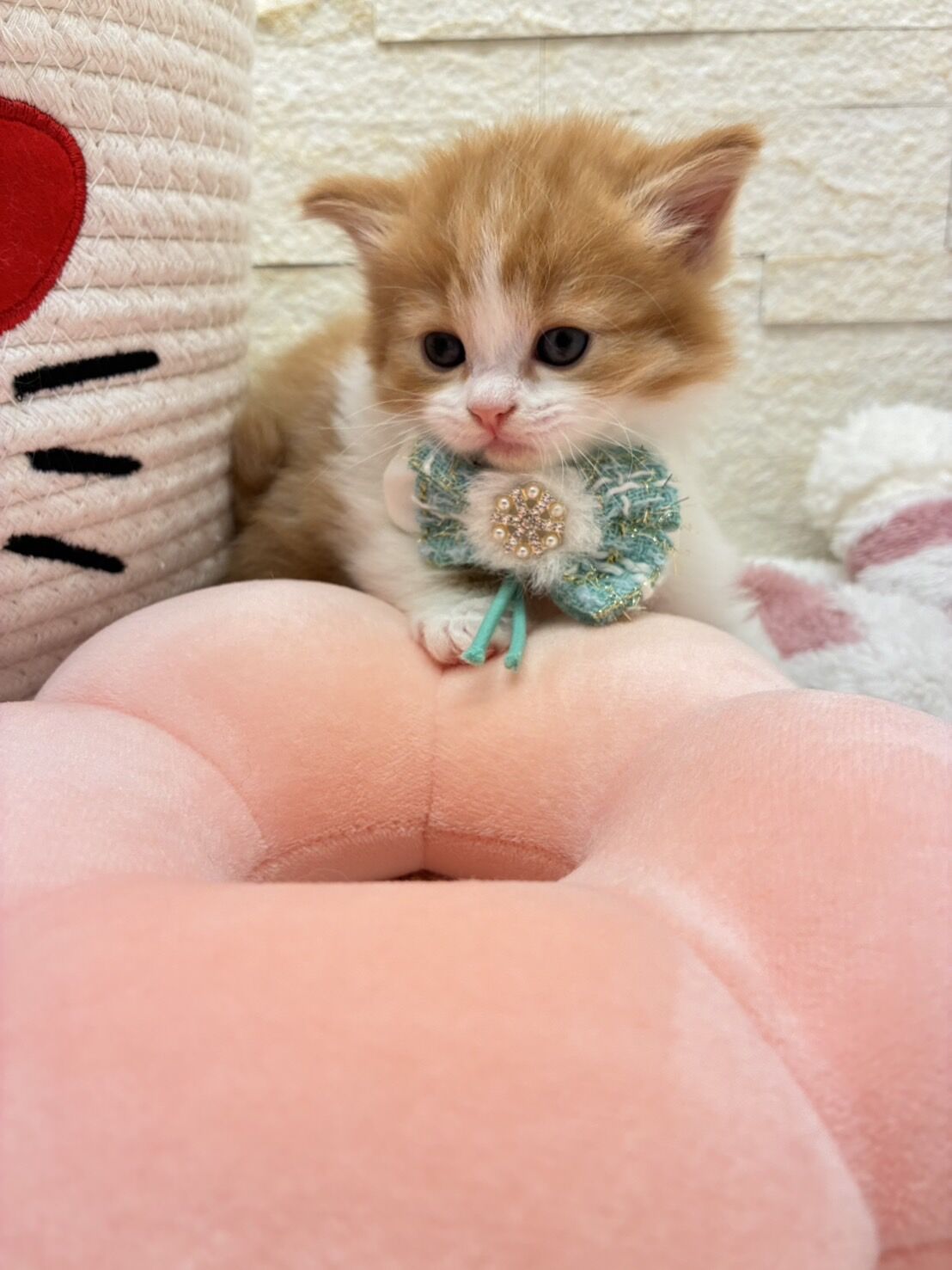 エキゾチックショートヘア　オモチ　きいろちゃん