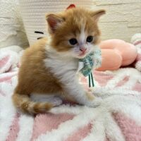 画像17029：エキゾチックショートヘア<br>　オモチ　きいろちゃん
