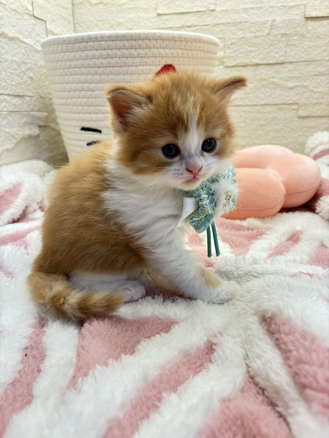 エキゾチックショートヘア　オモチ　きいろちゃん