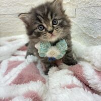 画像17049：エキゾチックショートヘア<br>　オモチ　きいろちゃん
