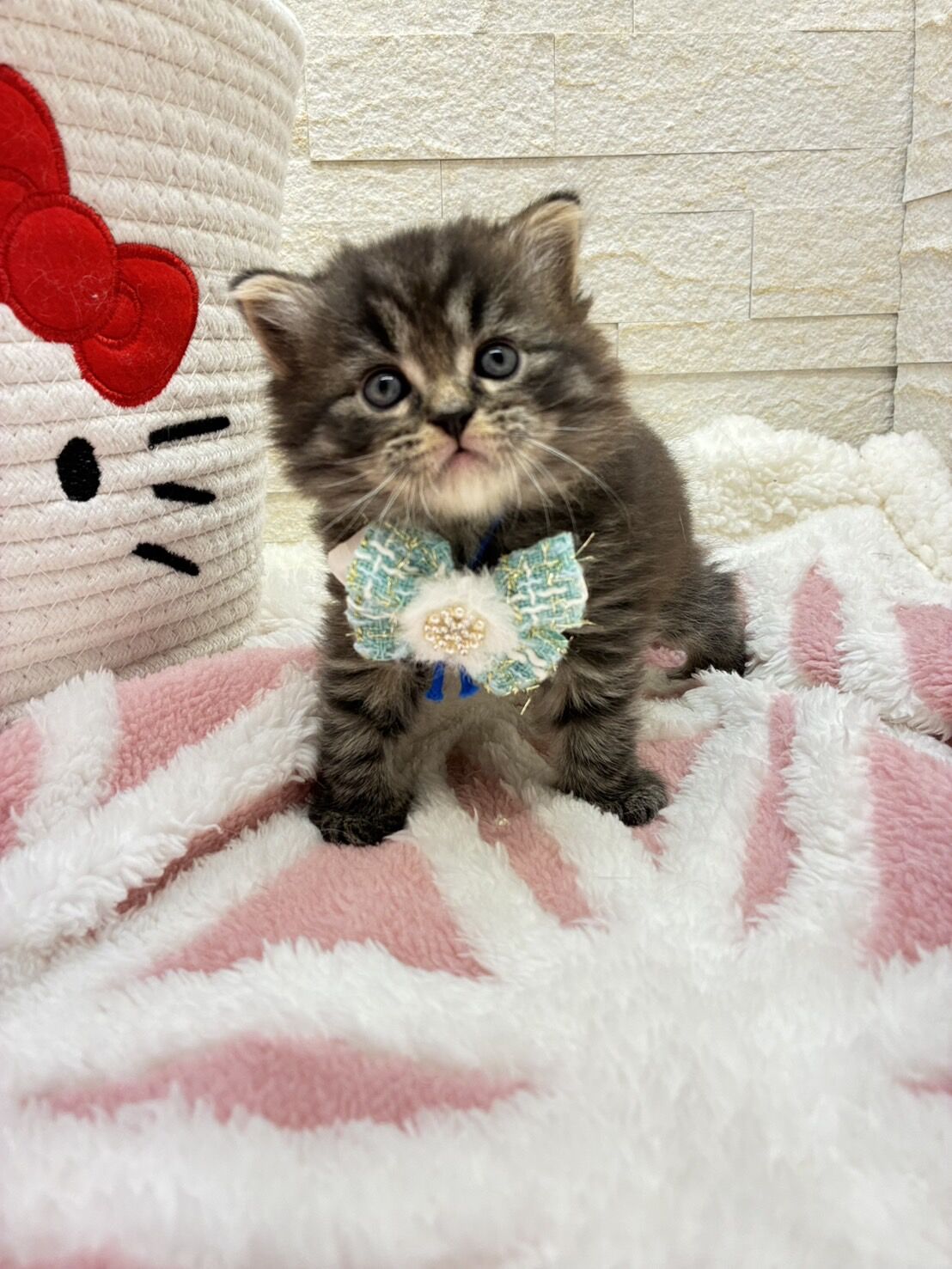 エキゾチックショートヘア　オモチ　きいろちゃん