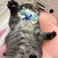 画像17051：エキゾチックショートヘア<br>　オモチ　きいろちゃん