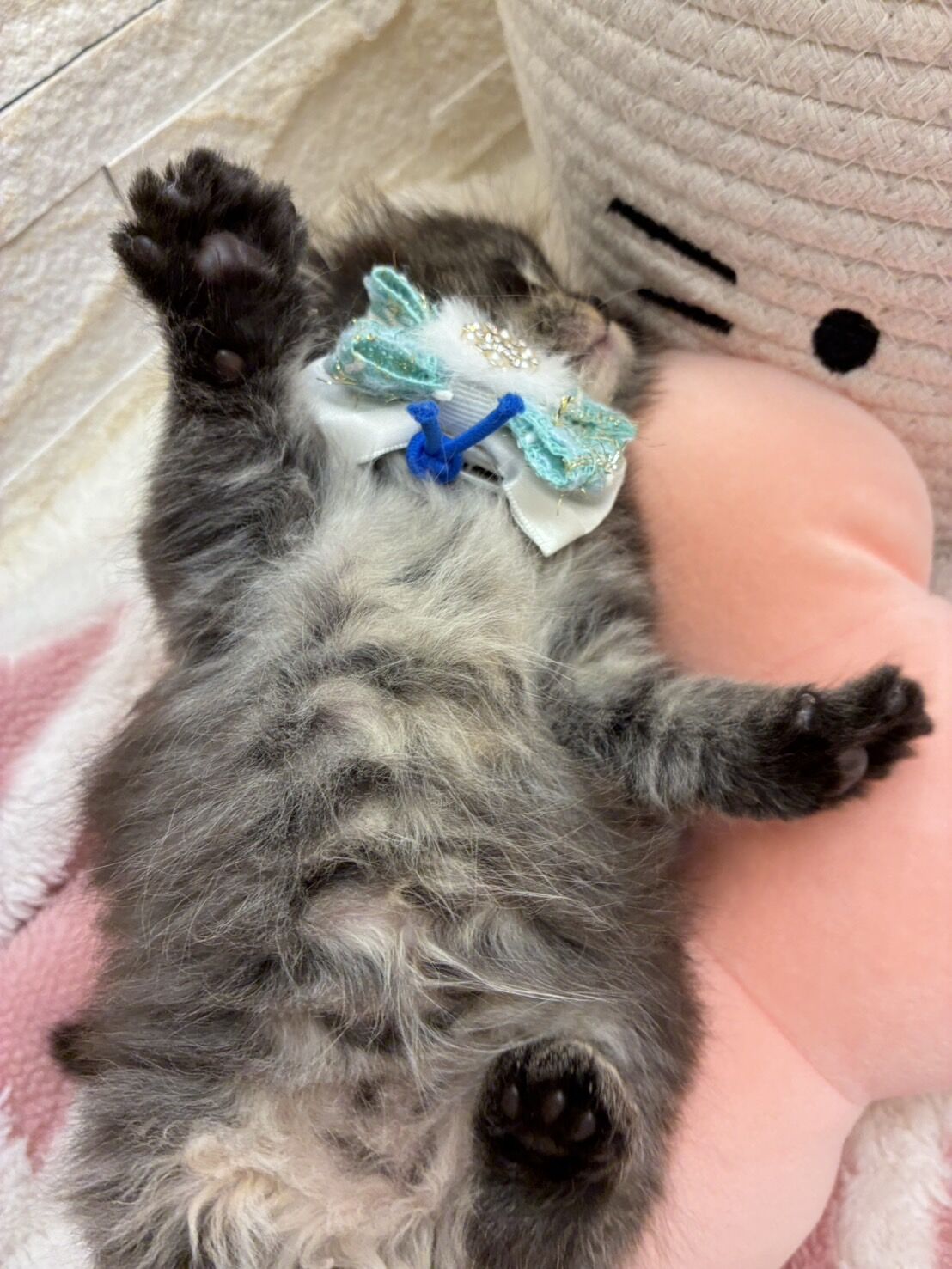 エキゾチックショートヘア　オモチ　きいろちゃん