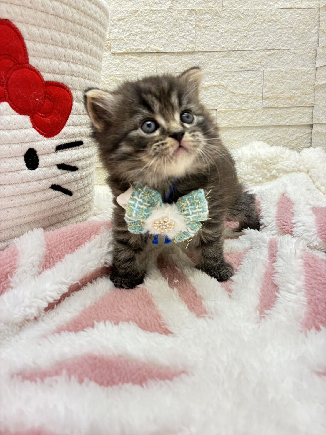 エキゾチックショートヘア　オモチ　きいろちゃん
