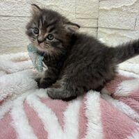 画像17054：エキゾチックショートヘア<br>　オモチ　きいろちゃん