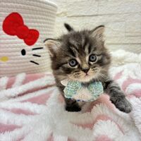 画像17055：エキゾチックショートヘア<br>　オモチ　きいろちゃん