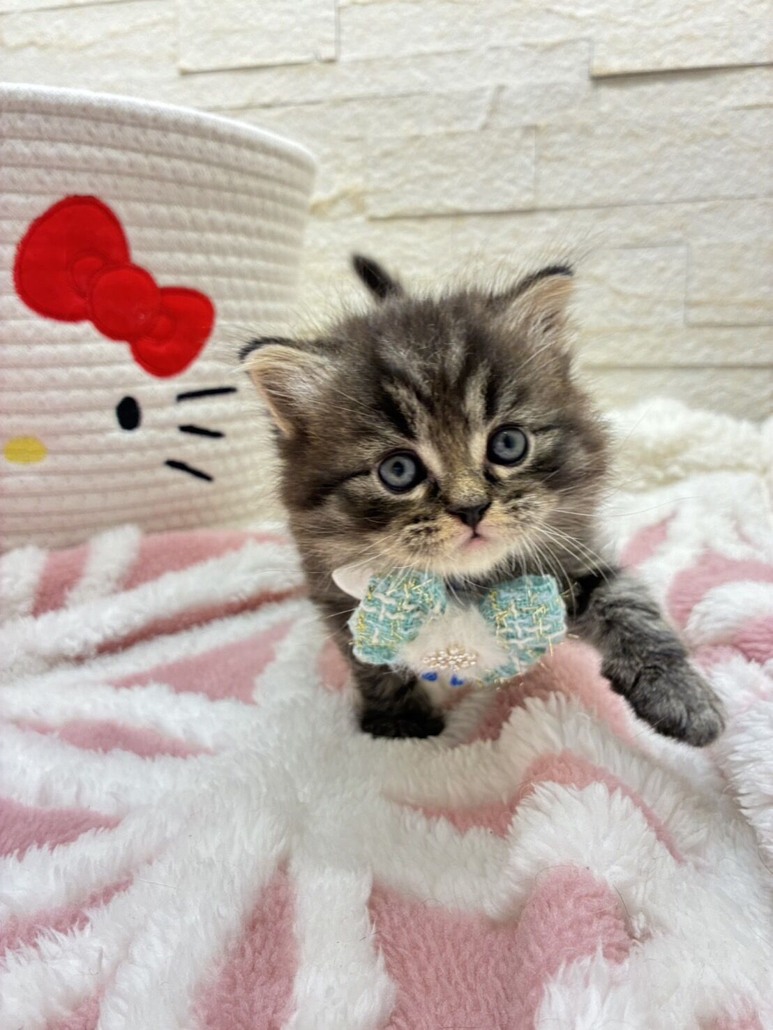 エキゾチックショートヘア　オモチ　きいろちゃん