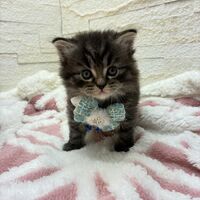 画像17056：エキゾチックショートヘア<br>　オモチ　きいろちゃん