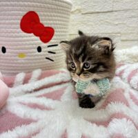 画像17058：エキゾチックショートヘア<br>　オモチ　きいろちゃん