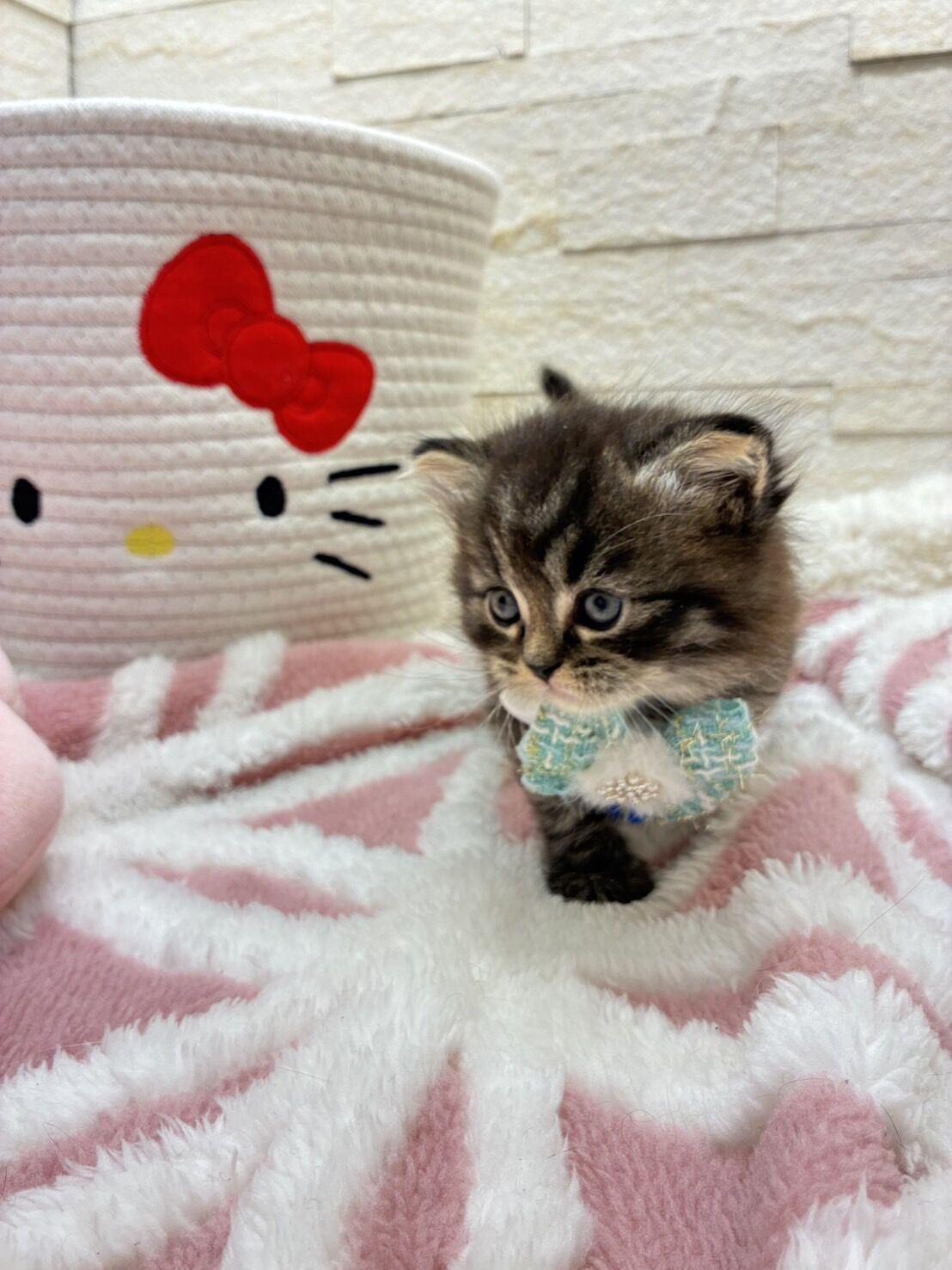 エキゾチックショートヘア　オモチ　きいろちゃん