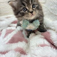 画像17059：エキゾチックショートヘア<br>　オモチ　きいろちゃん