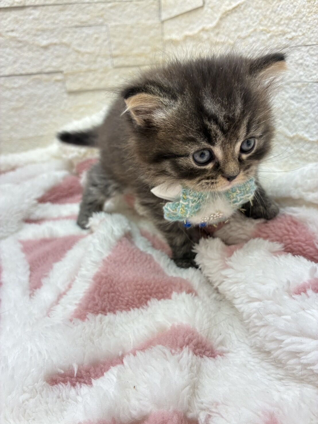 エキゾチックショートヘア　オモチ　きいろちゃん