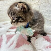 画像17061：エキゾチックショートヘア<br>　オモチ　きいろちゃん