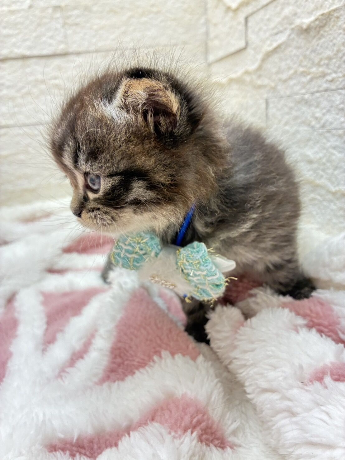 エキゾチックショートヘア　オモチ　きいろちゃん