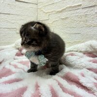 画像17062：エキゾチックショートヘア<br>　オモチ　きいろちゃん