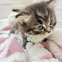 画像17063：エキゾチックショートヘア<br>　オモチ　きいろちゃん