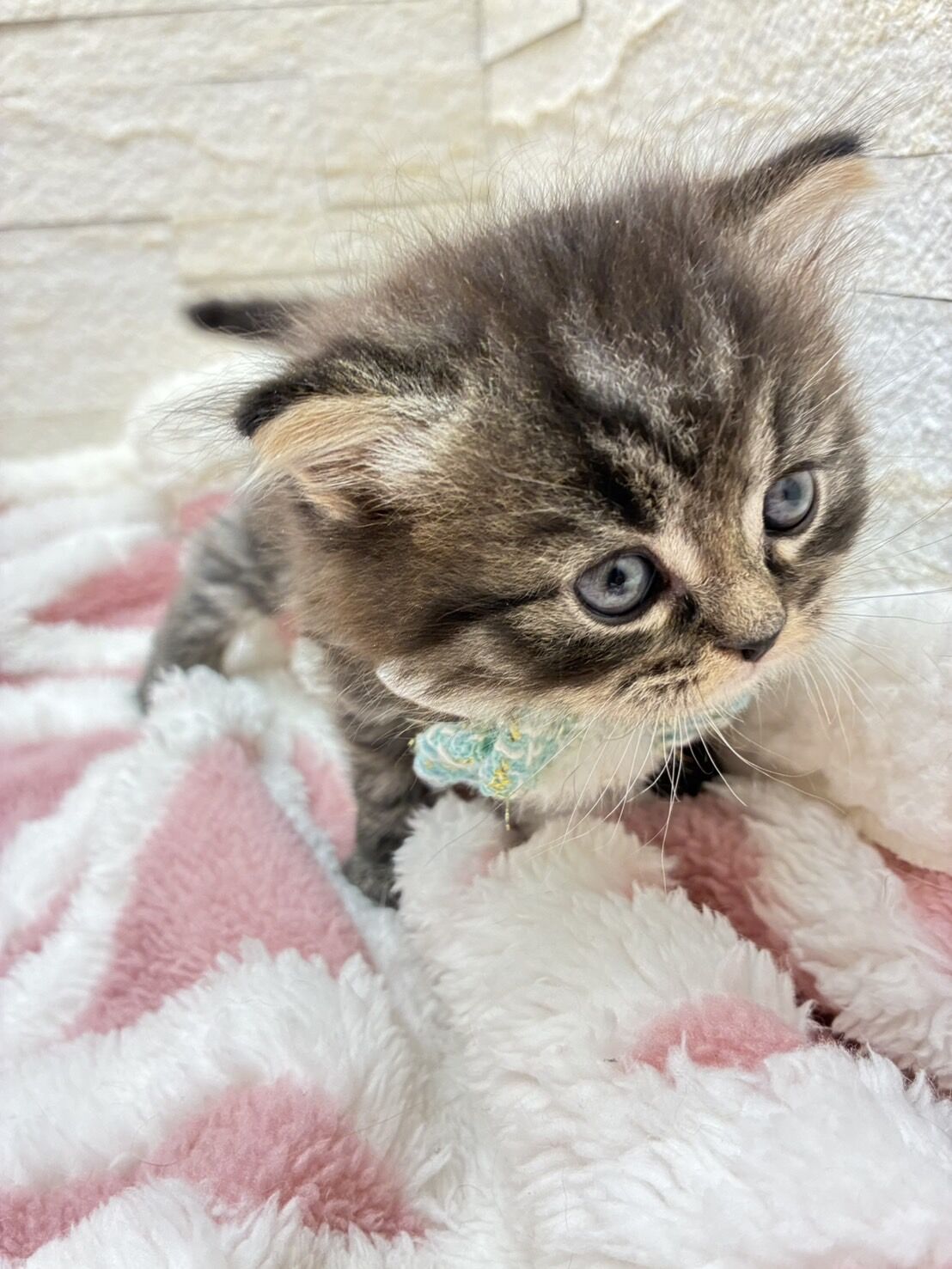 エキゾチックショートヘア　オモチ　きいろちゃん