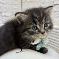 画像17064：エキゾチックショートヘア<br>　オモチ　きいろちゃん