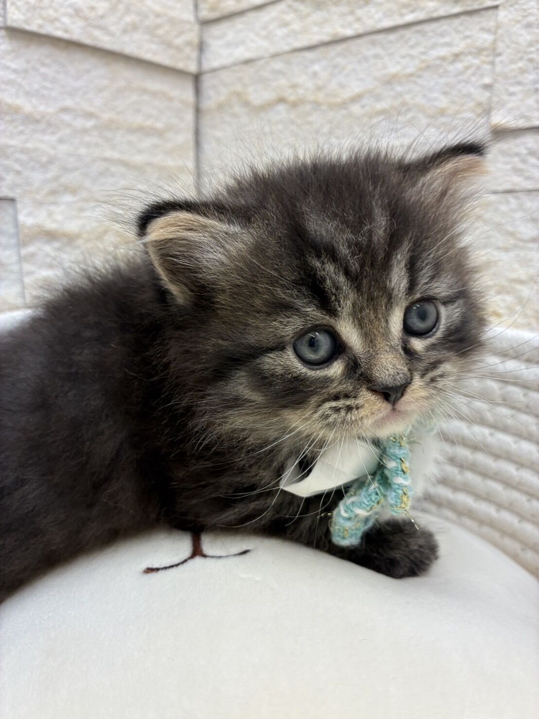エキゾチックショートヘア　オモチ　きいろちゃん