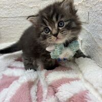 画像17065：エキゾチックショートヘア<br>　オモチ　きいろちゃん