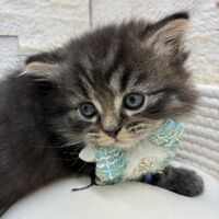 画像17066：エキゾチックショートヘア<br>　オモチ　きいろちゃん