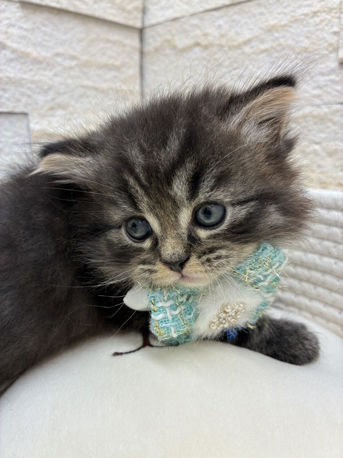 エキゾチックショートヘア　オモチ　きいろちゃん