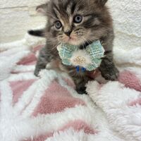 画像17067：エキゾチックショートヘア<br>　オモチ　きいろちゃん