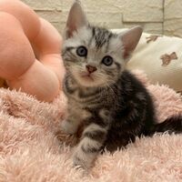 画像17459：エキゾチックショートヘア<br>　オモチ　きいろちゃん