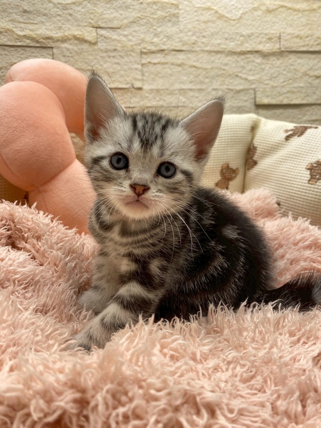 エキゾチックショートヘア　オモチ　きいろちゃん