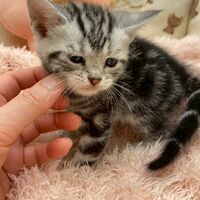 画像17461：エキゾチックショートヘア<br>　オモチ　きいろちゃん