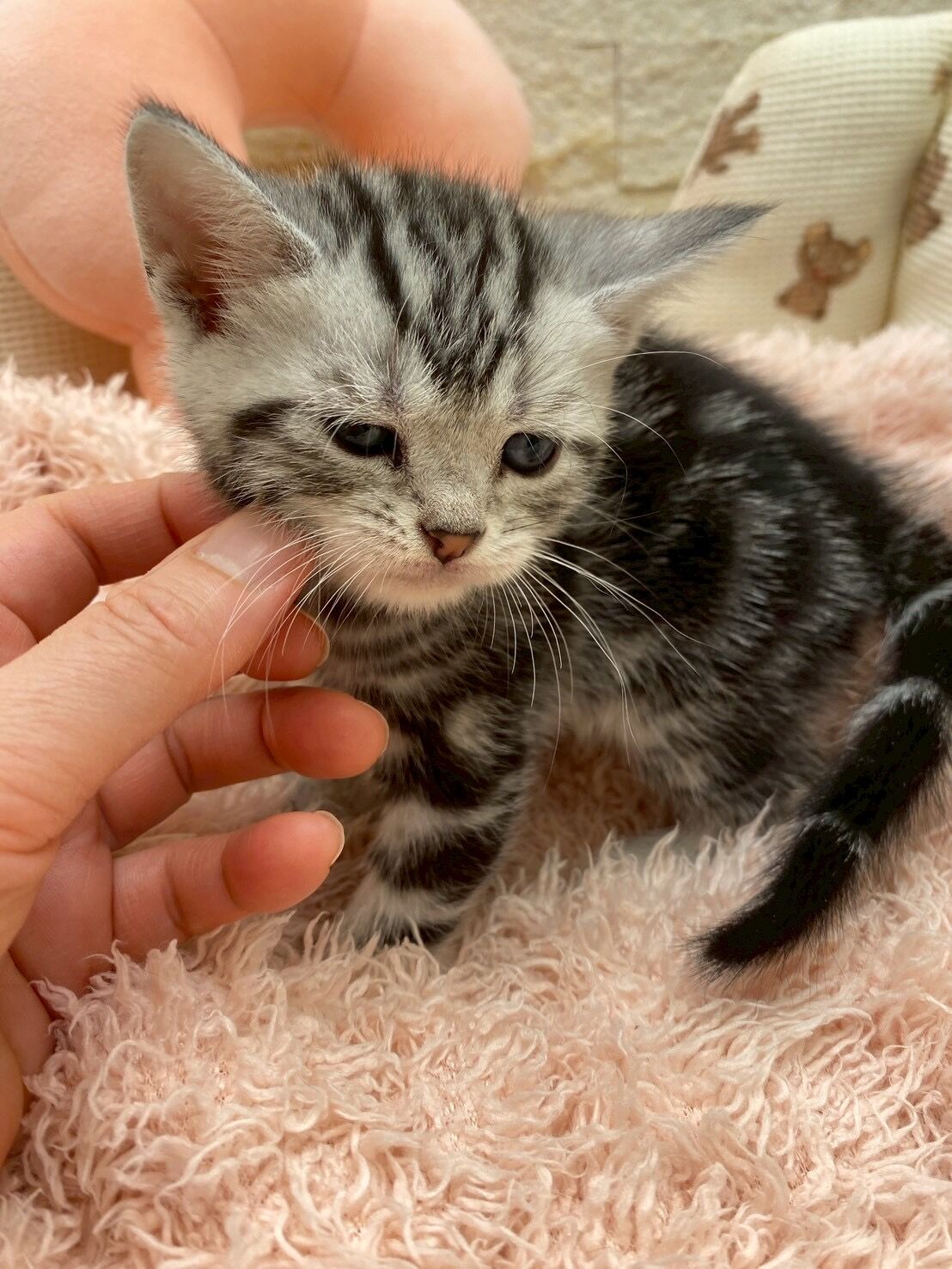 エキゾチックショートヘア　オモチ　きいろちゃん