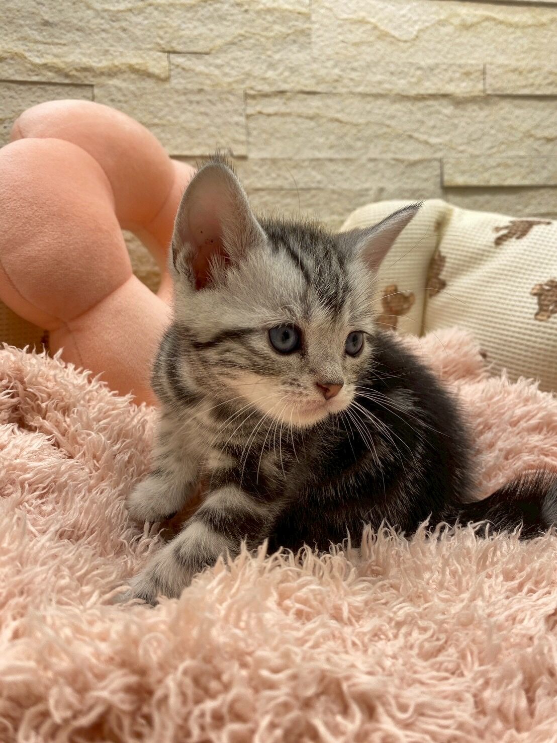 エキゾチックショートヘア　オモチ　きいろちゃん