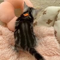 画像17463：エキゾチックショートヘア<br>　オモチ　きいろちゃん