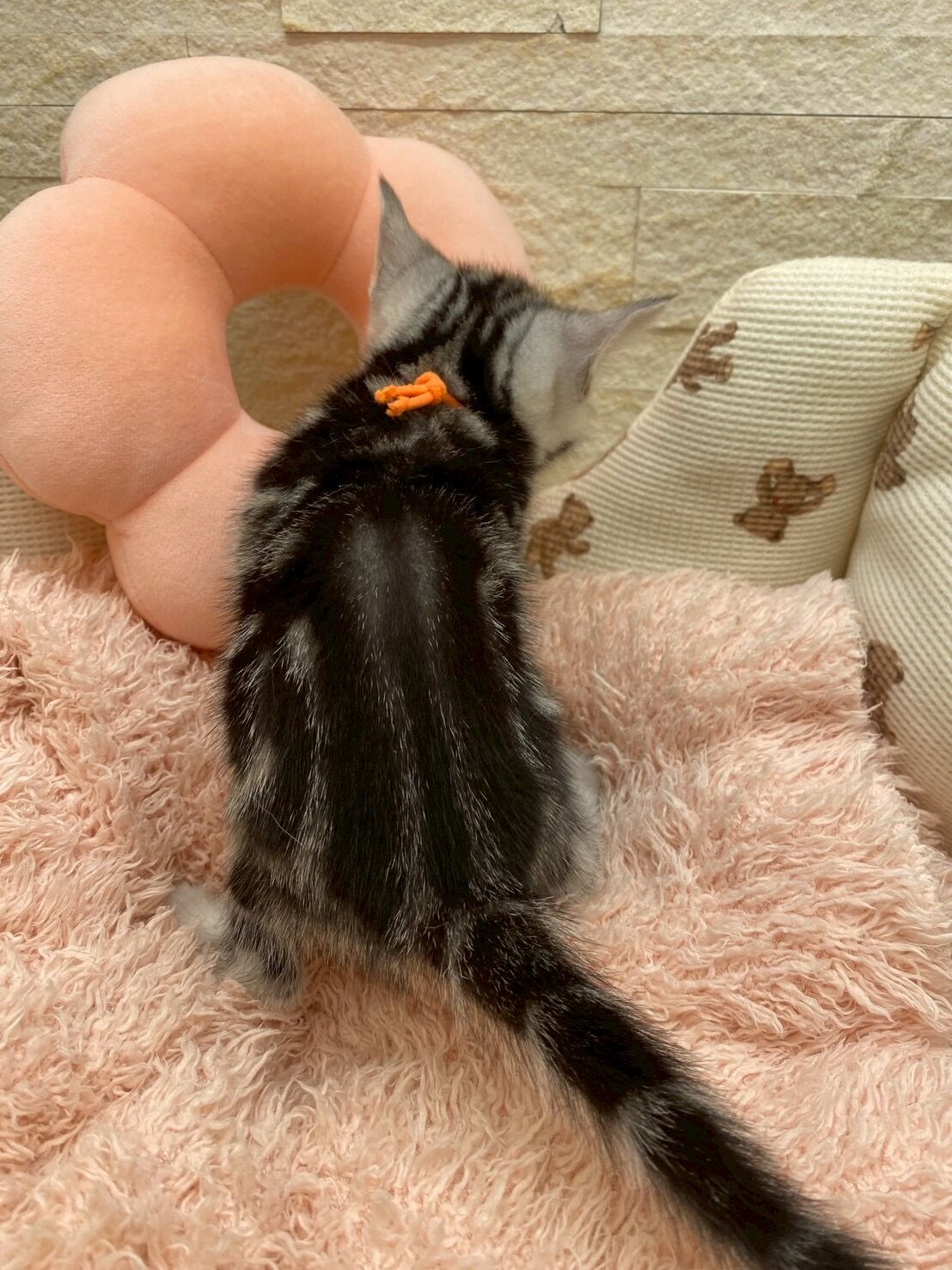 エキゾチックショートヘア　オモチ　きいろちゃん