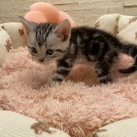 画像17464：エキゾチックショートヘア<br>　オモチ　きいろちゃん