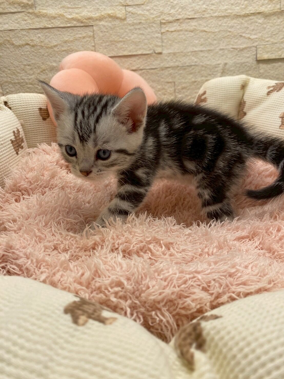 エキゾチックショートヘア　オモチ　きいろちゃん