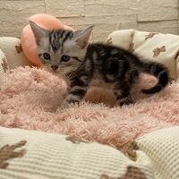 画像17465：エキゾチックショートヘア<br>　オモチ　きいろちゃん