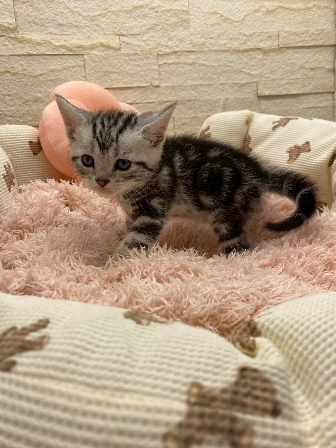 エキゾチックショートヘア　オモチ　きいろちゃん