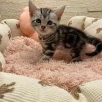 画像17466：エキゾチックショートヘア<br>　オモチ　きいろちゃん