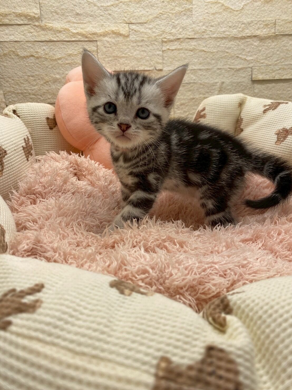 エキゾチックショートヘア　オモチ　きいろちゃん