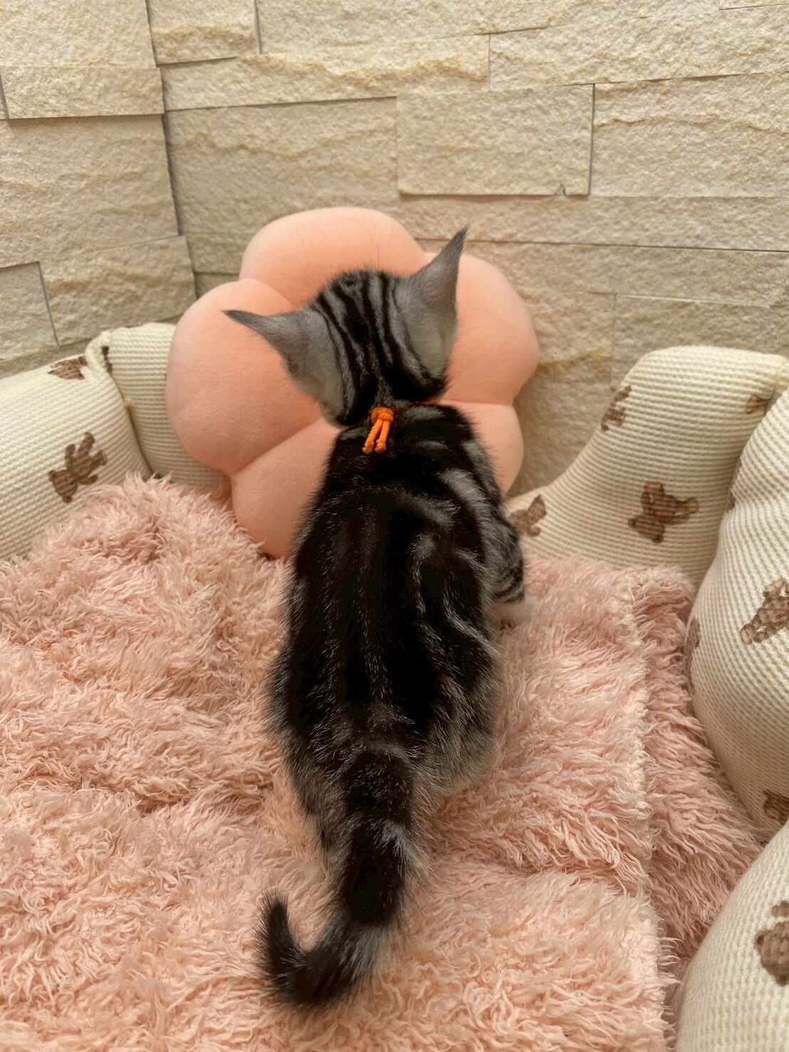 エキゾチックショートヘア　オモチ　きいろちゃん