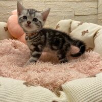 画像17468：エキゾチックショートヘア<br>　オモチ　きいろちゃん