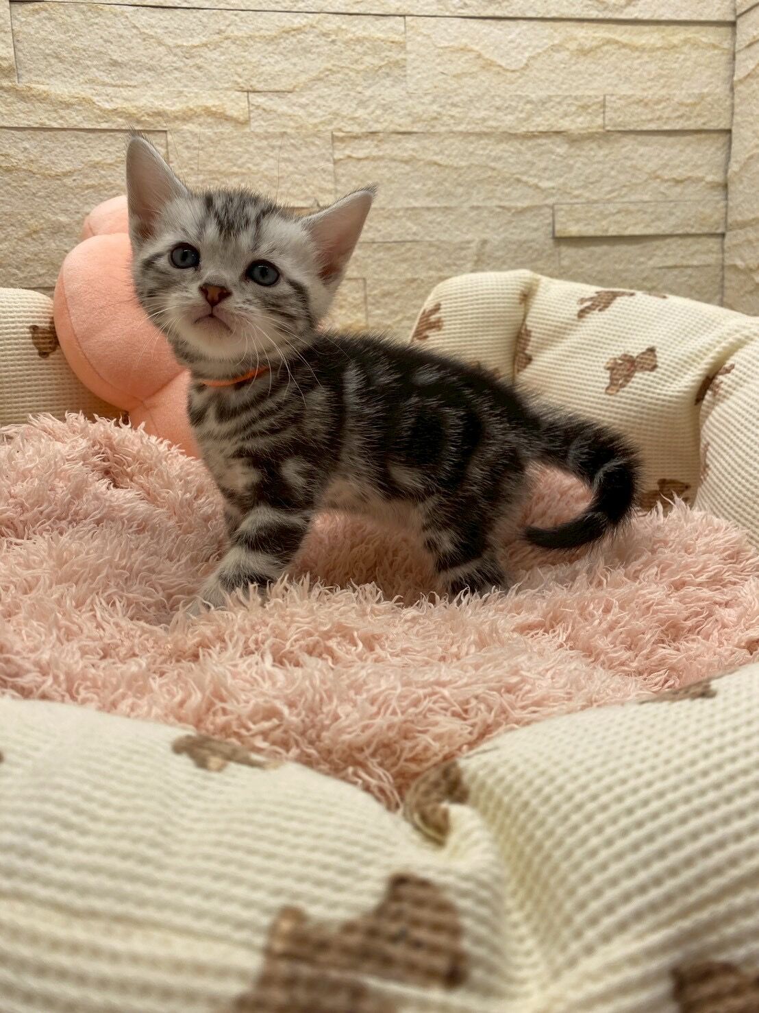 エキゾチックショートヘア　オモチ　きいろちゃん
