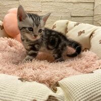 画像17469：エキゾチックショートヘア<br>　オモチ　きいろちゃん