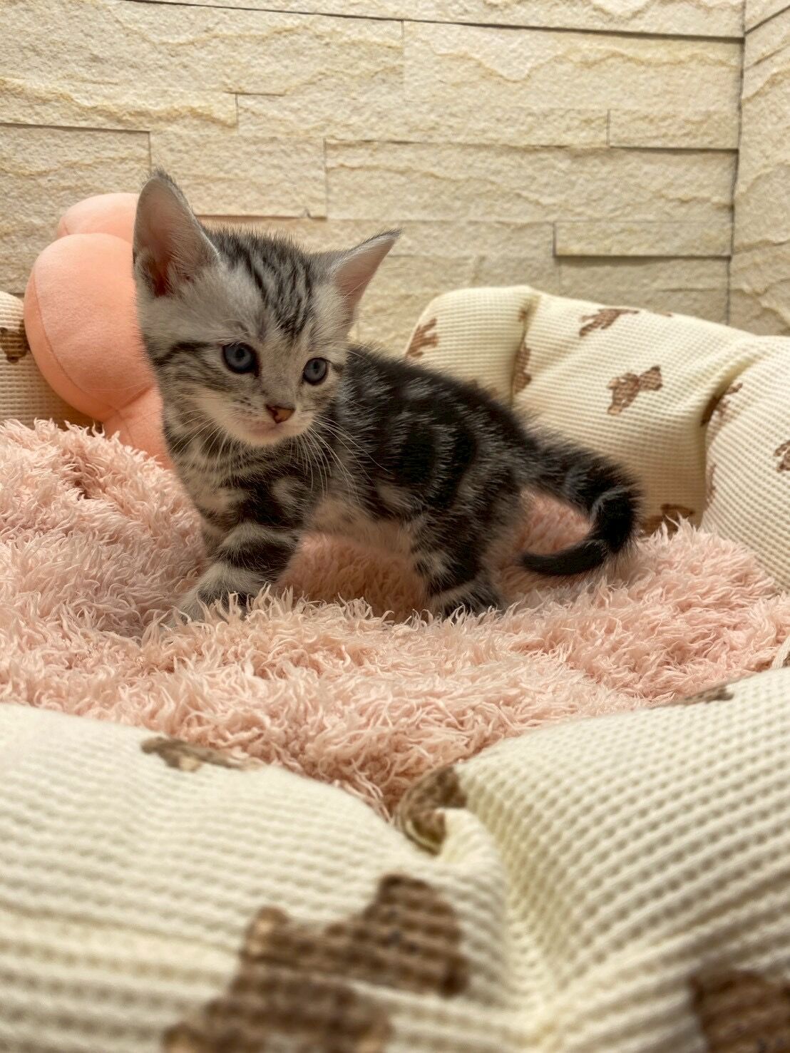 エキゾチックショートヘア　オモチ　きいろちゃん