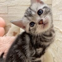 画像17470：エキゾチックショートヘア<br>　オモチ　きいろちゃん