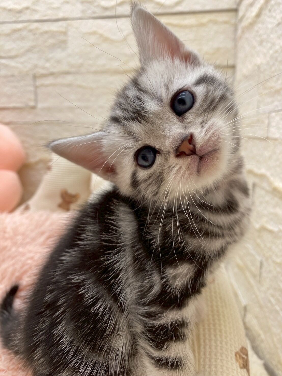 エキゾチックショートヘア　オモチ　きいろちゃん
