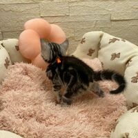 画像17471：エキゾチックショートヘア<br>　オモチ　きいろちゃん