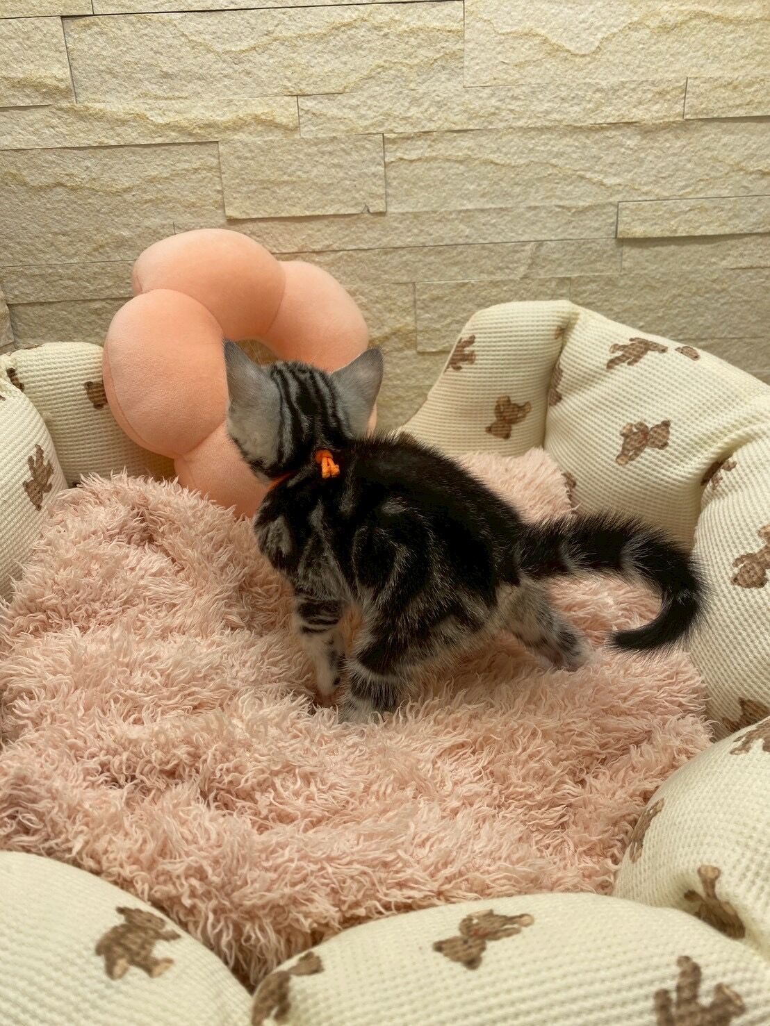 エキゾチックショートヘア　オモチ　きいろちゃん